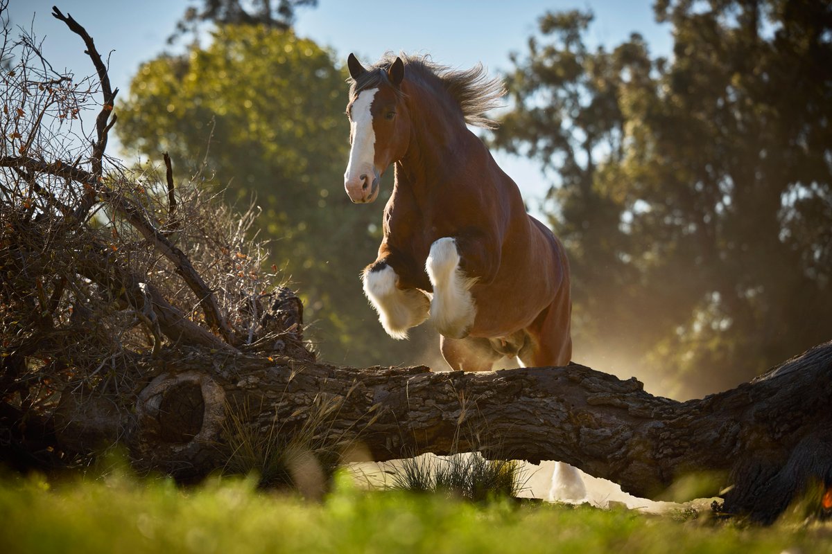 Warm Springs Ranch tweet media