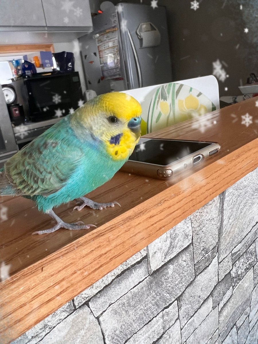 はる
明日（2/8）ではるが迷子になってから３年だね
2/8はとても悲しい日
はるの捜索チラシ配りながら、もう3年経つんだなぁ、って…
はるの声や表情の記憶が薄れて来ているのに、はるの動画は辛すぎて、まだあまり見ることができません😢
心の中でいつも葛藤です
#インコ迷子　#岩手　#盛岡