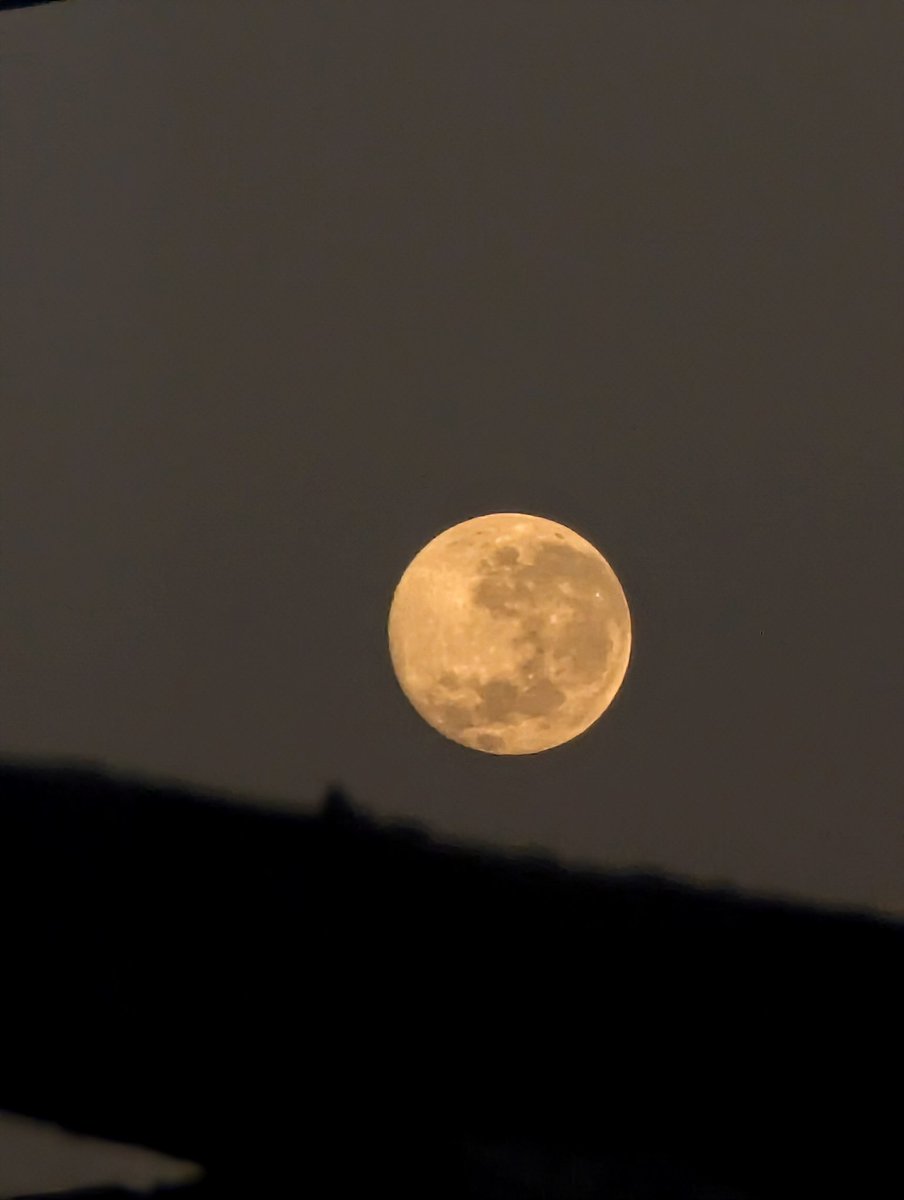 kadal àrab 🦎 tweet media