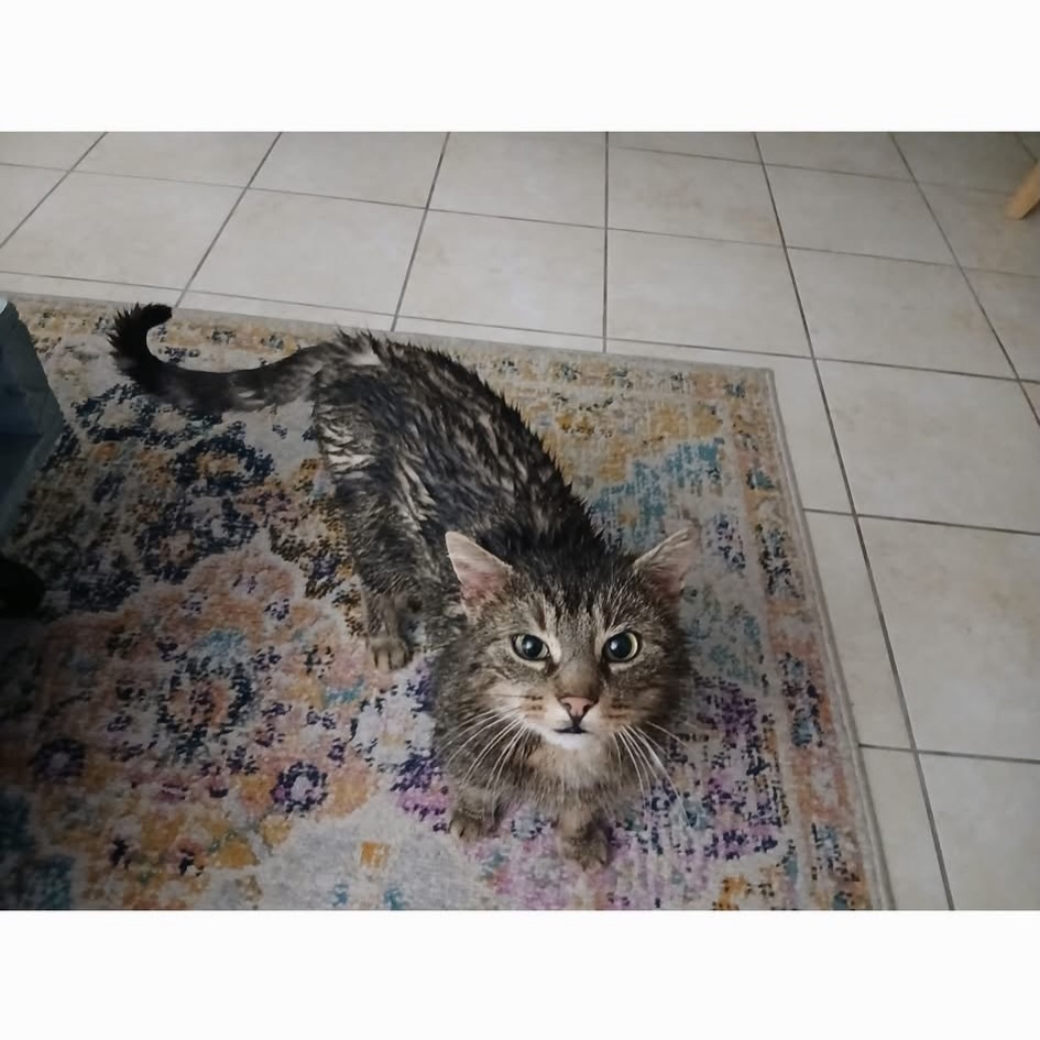 🟠 🐱 Chat perdu le 03/02/2026 à Combourg (35270).
Race : Bengal / Âge : 1 an(s)
Petit chat / Mâle / Identifié(e) : Non

☎️ 0782780066
📧  krislaguill@yahoo.fr

#chatperdu #chattrouve #chat #perdu #trouve