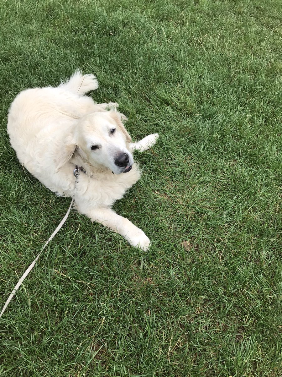 snootbo0p's tweet photo. @Bruadarach_labs My Tino in dryer times !! Lol 😂 we are in the southwest uk and it’s really wet!! 🐾💗 https://t.co/7bJWqKgcYx