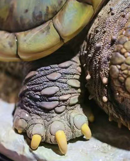 動物の惑星 フィギュアワニガメPLUS超特大仕事山積みなのでまだ起き
