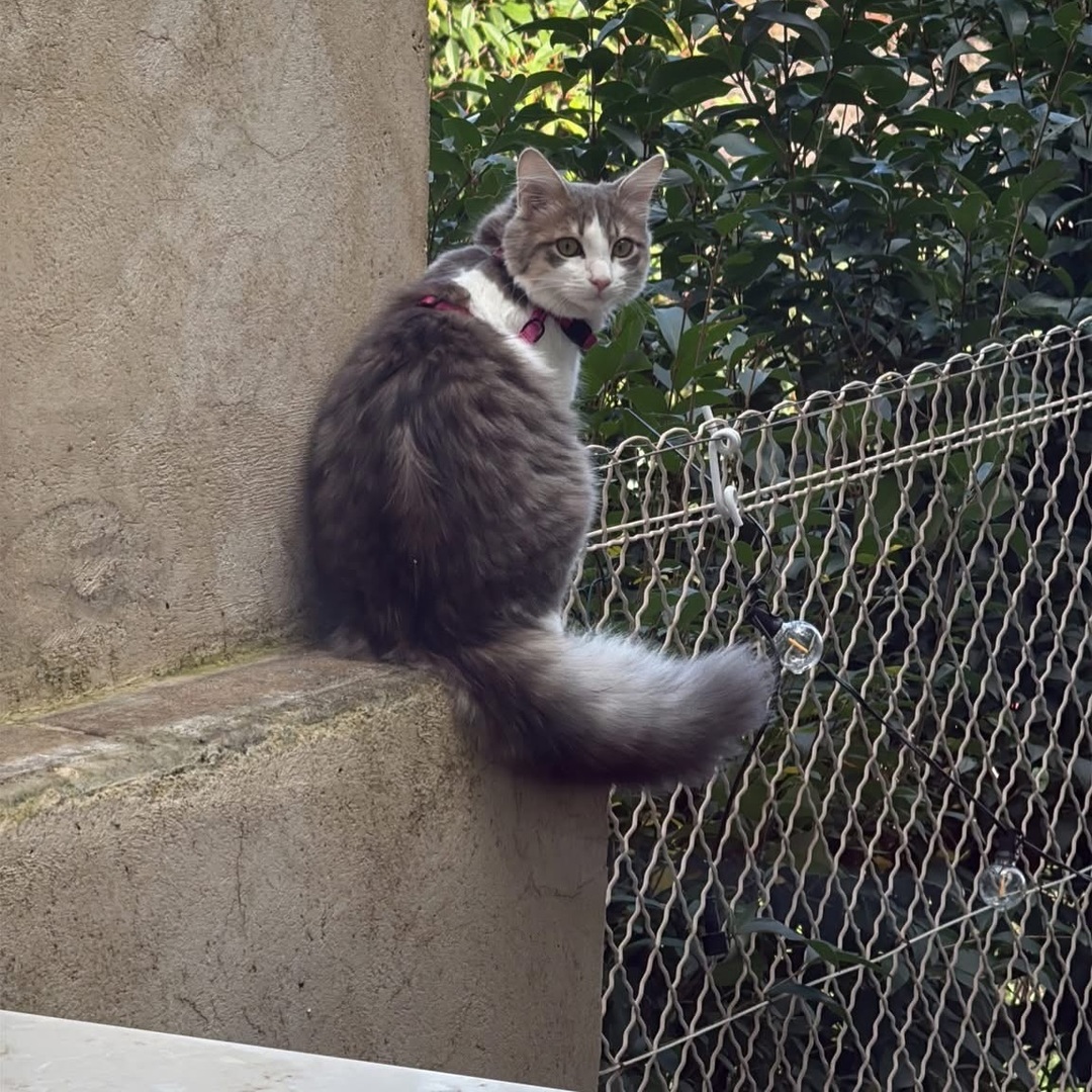 🟠 🐱 Chat perdu le 04/02/2026 à Nîmes (30000).
Race : Européen / Âge : 6 mois
VODY / Femelle / Identifié(e) : Oui

☎️ 0687358936
📧  sophie@fernandez-archi.fr

#chatperdu #chattrouve #chat #perdu #trouve