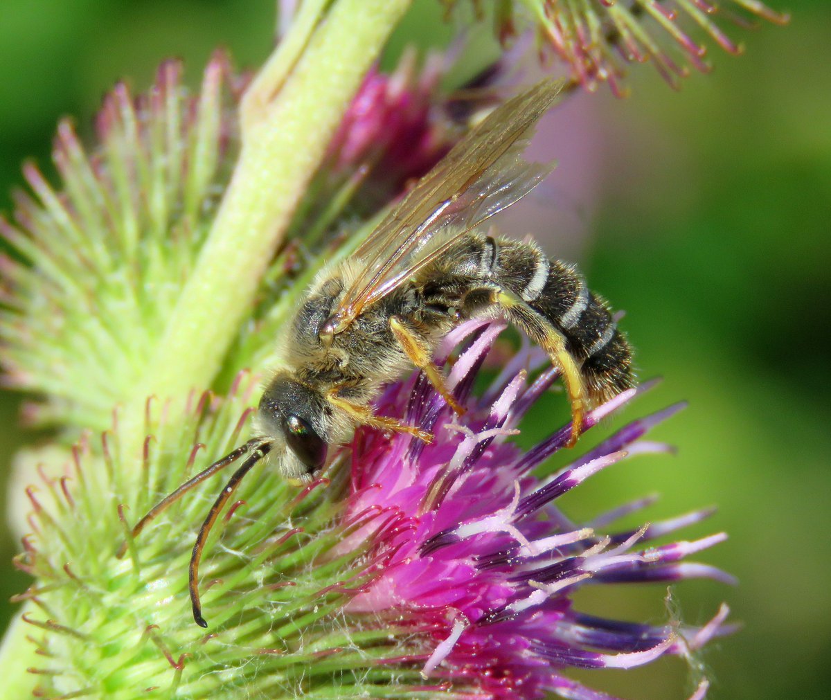 Steven Falk tweet media