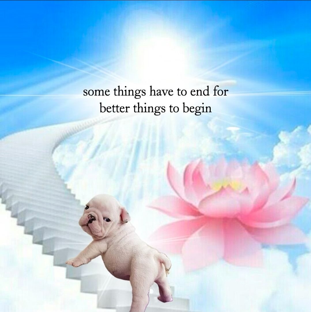 dracaenathal's tweet photo. @StellaLuna5555 https://t.co/C0j1bYm8JG