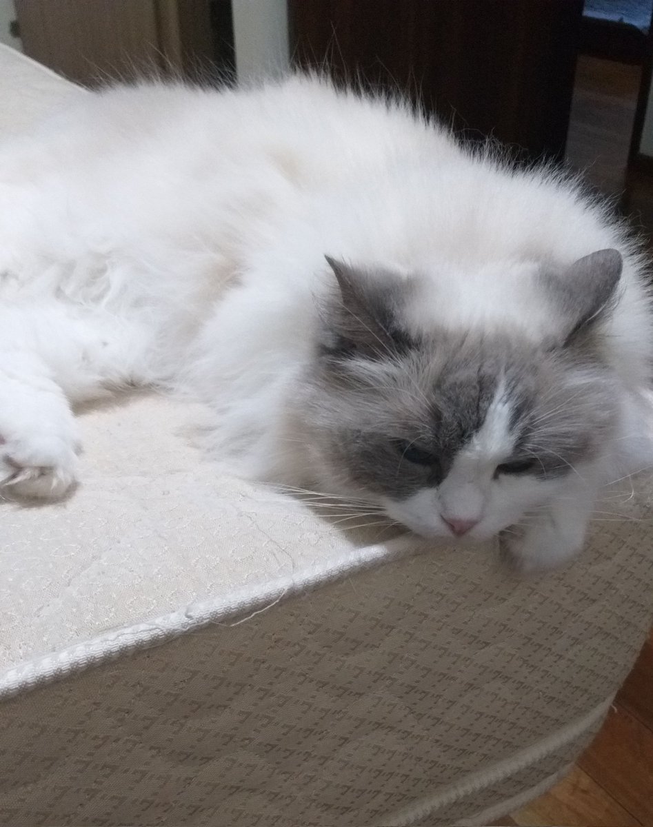 My grumpy cat Hannah 💜🐱

#창균이를_위한_모든_동물들 #창균
#Pets_for_Changkyun