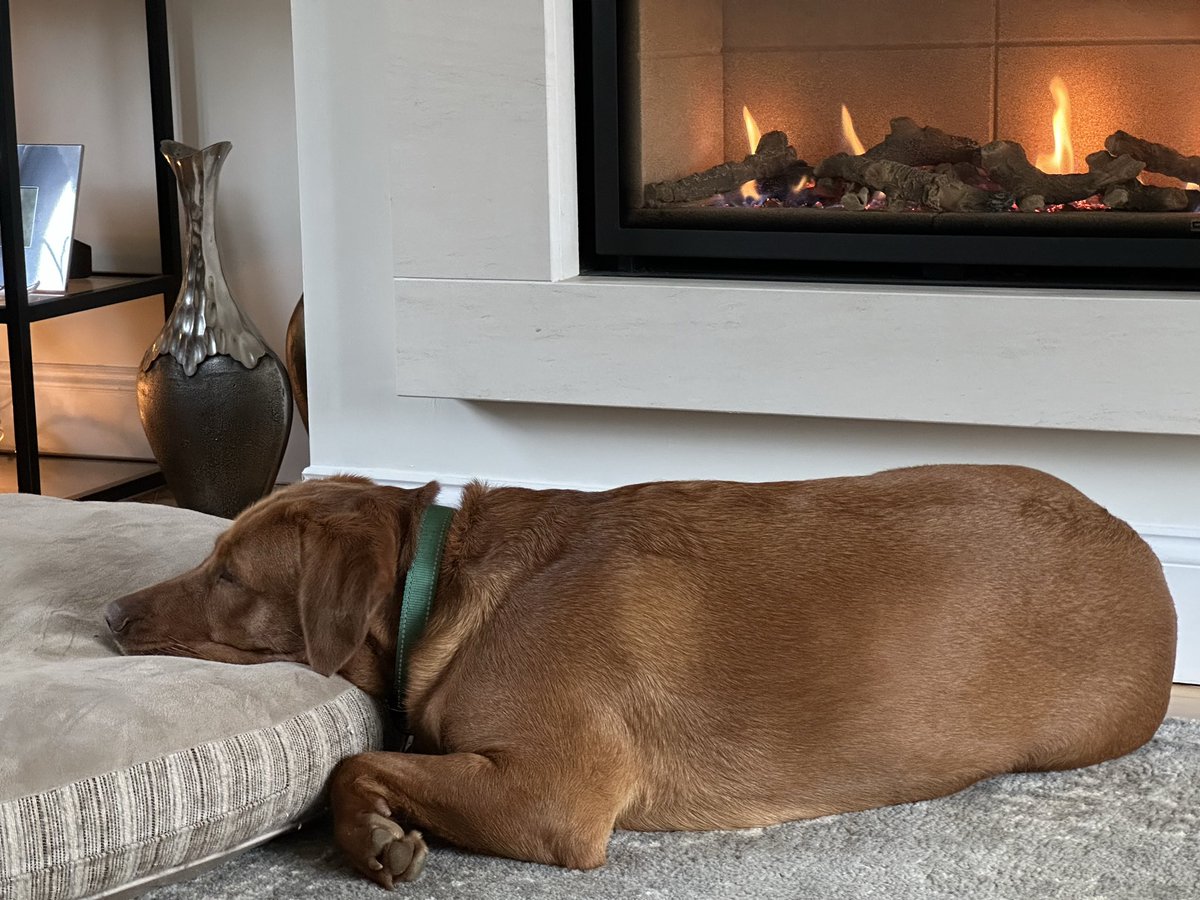Snoozing by the fire while mum watches rugby. Nit going too well I don’t think!! Scotland 🏴󠁧󠁢󠁳󠁣󠁴󠁿 get a move on!