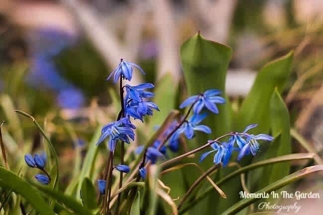MomentsintheG's tweet photo. Pretty blue scillas
#springbulbs #bluescillas #springflowering #momentsinthegardenphotography https://t.co/d1avE8JA1Y
