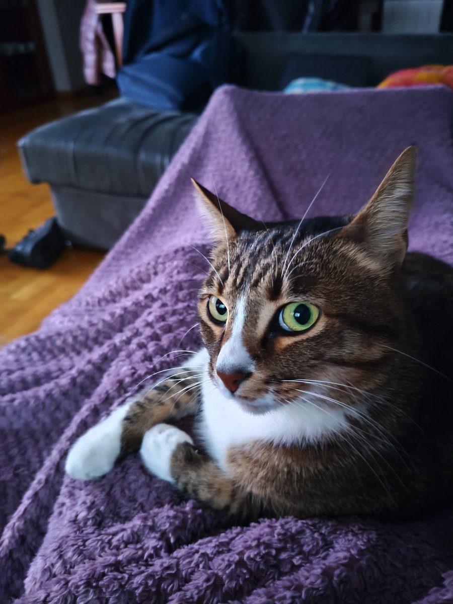 Pedro D. Verdugo. tweet media