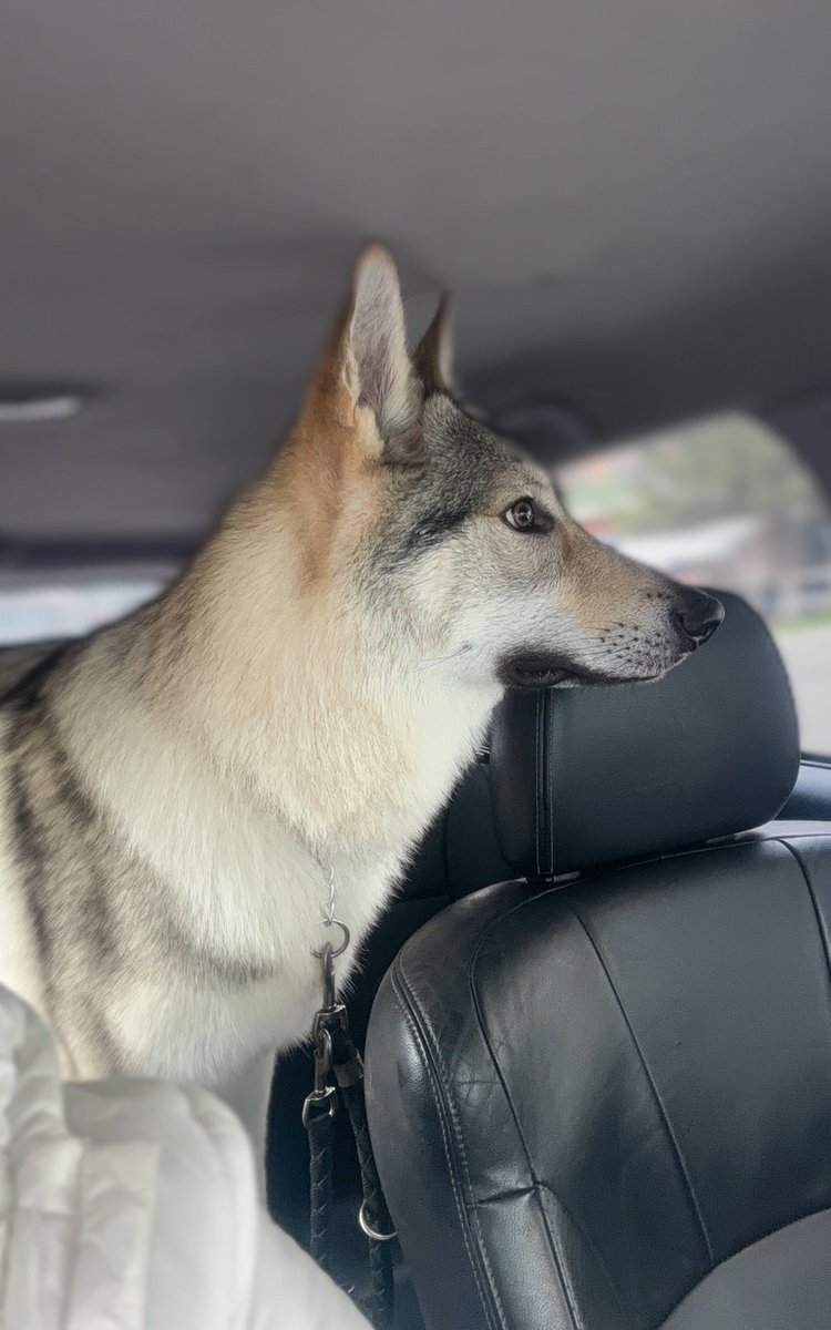 50 euro 
Adesso profuma ed è di nuovo bianco
Maledetto lupo