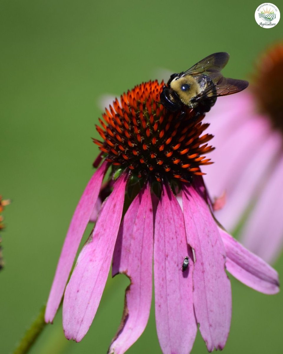 MoCoOAG's tweet image. While this photo shows a bumblebee at work, in winter most bumblebees overwinter underground, waiting for warmer days to return. 🐝
#Pollinators #MoCoAg #FarmEducation