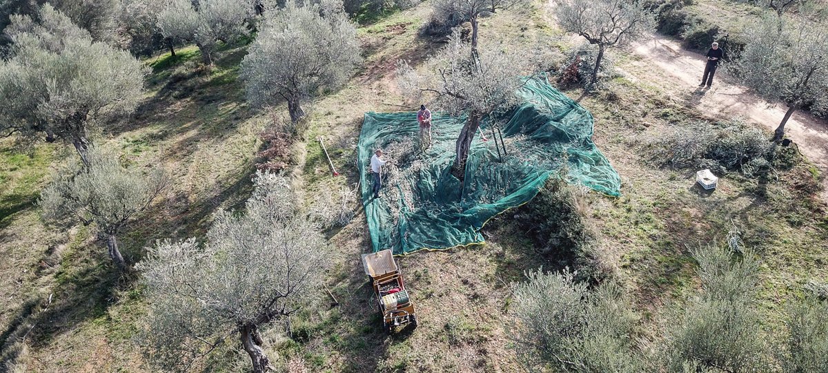 HELLAS (@misitra) on Twitter photo 