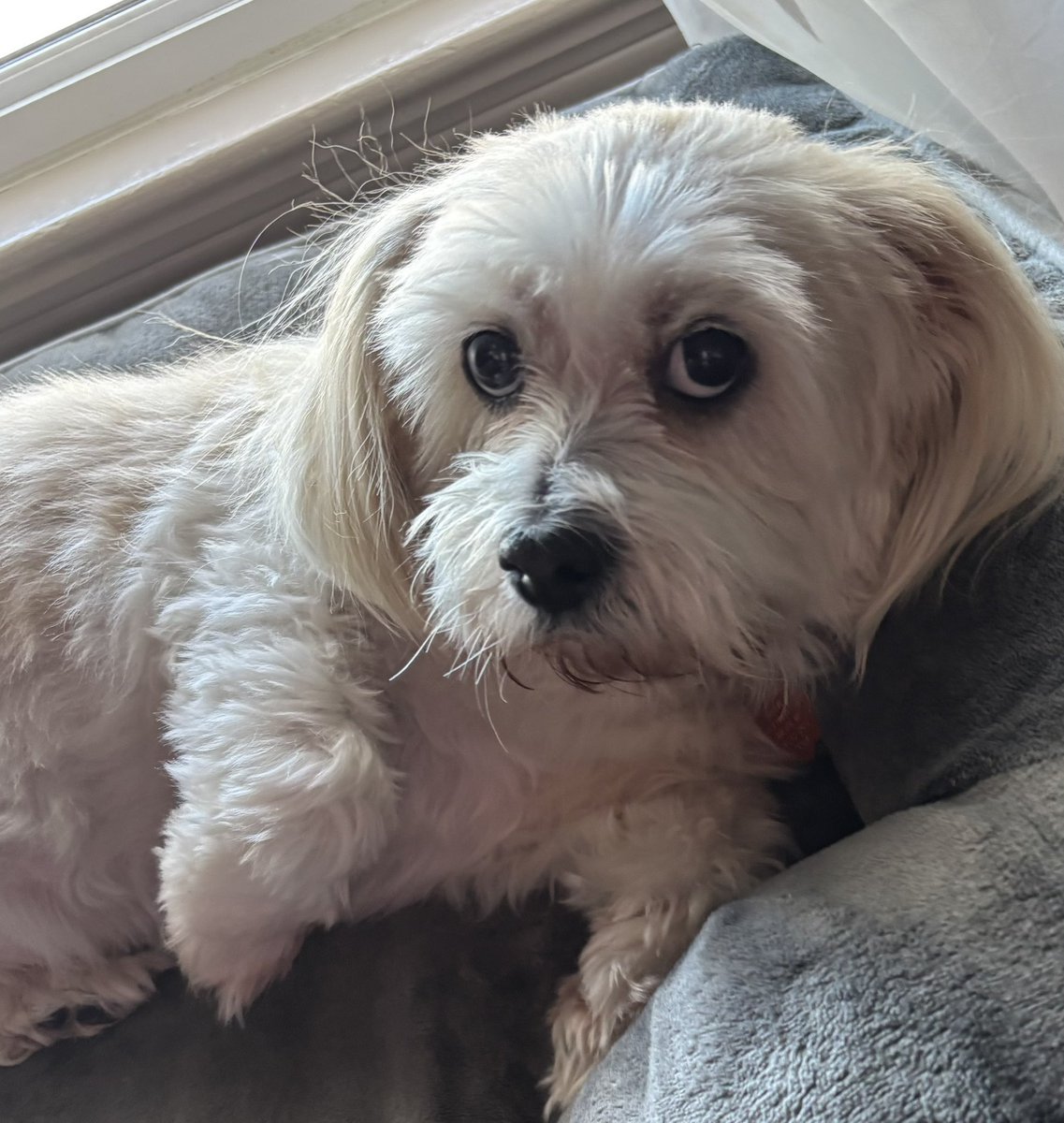 Introducing Angel Daisy’s not so lil bro!! ❤️ Adopted after his owner passed &amp; the family gave him up 😢. He’s an 8 yr old Lhasa Apso &amp; a perfect gentleman 😊 They called him Fuzzy we’ll see if it still fits. Please send us positive vibes as we work to become a family 🙏
#DogsofX