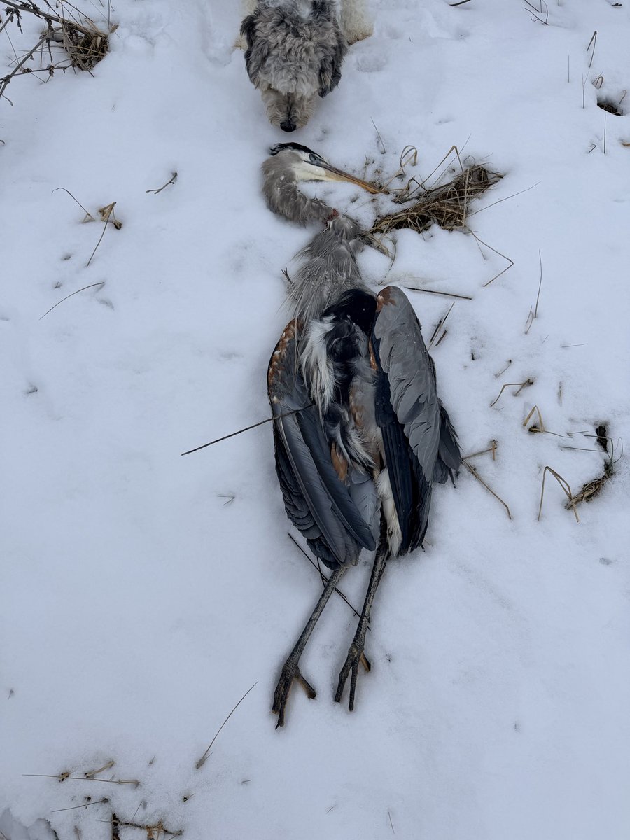StrikeBelow's tweet image. I am so sad to report that this great beauty, Fraser the Great Blue Heron (named by our neighbor- we all loved to see him flying over our pastures) who often frequented our pond and creek, did not make it out of this deep freeze. Seems like maybe a fox got him while he was trying…