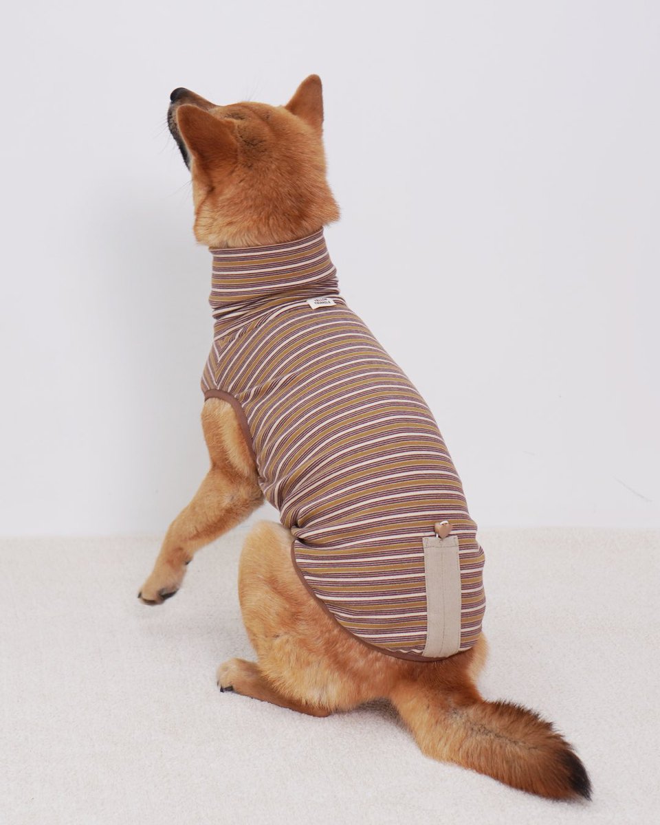 NEW 따숨 민소매 폴라 티셔츠
멈델은 바로바로 가족 찾는 공쥬🐾

1실 추정이라고 하지만 아직 12개월 안된 아가로 보여요

처음보는 이모 삼촌에게도 스윗했던 공쥬
낯설던 촬영 공간에서도 차분했어요

정점밖에 없는 이쁜 공쥬

좋은 가족 만날 수 있게
많이 공유해 주시면
정말 감사하겠습니다🙏🏻