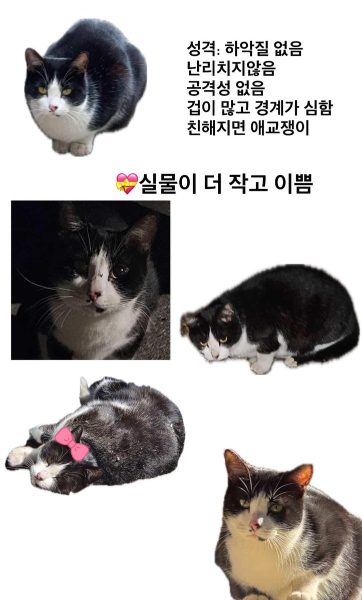 순한 2살 암컷 고양이 약 7개월 임보 구합니다
가족 잃고 위험한 환경에 있어 구조 후 맡아주실 분 찾습니다.
매월 20만원 지원/중성화·접종·구충 후 이동/ 서울권
•기간: 약 7개월 (이사 후 직접 데려감)
물품제공
조건
격리공간 있으신 분/매일 사진 공유/반려동물 없는 환경 선호
카톡 pink_juju