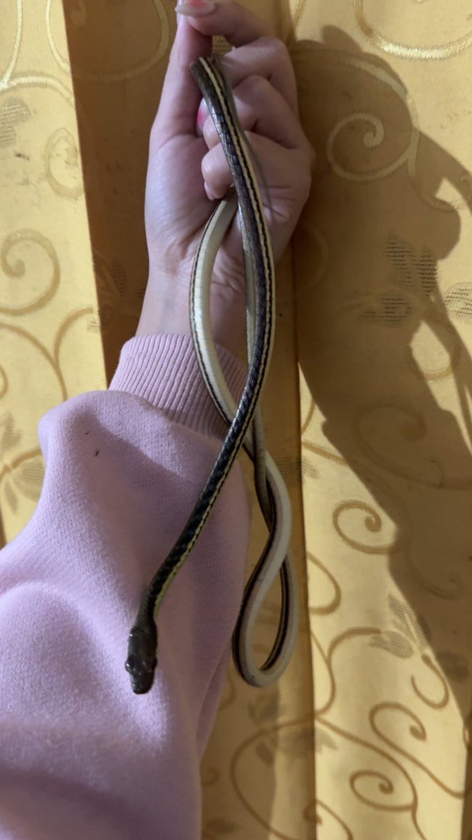 ini tali kan? wkwkwk