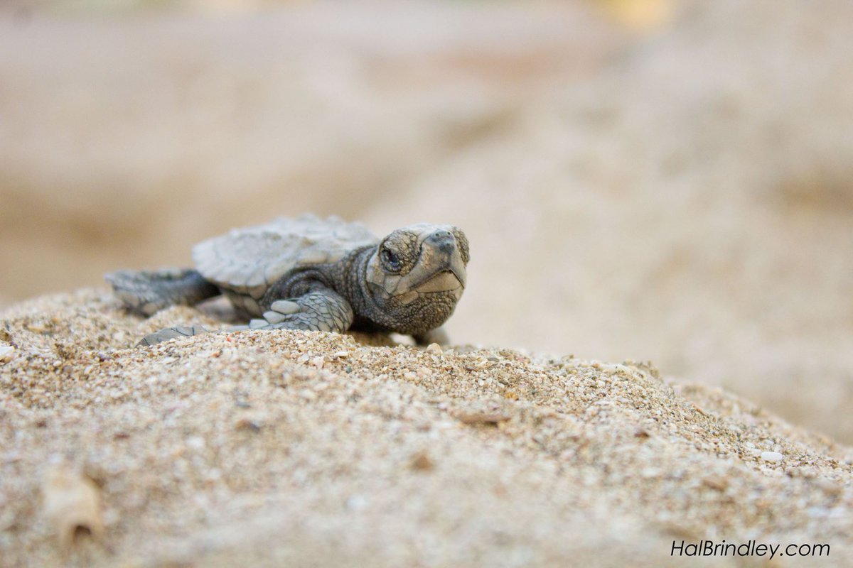 seaturtleweek tweet media