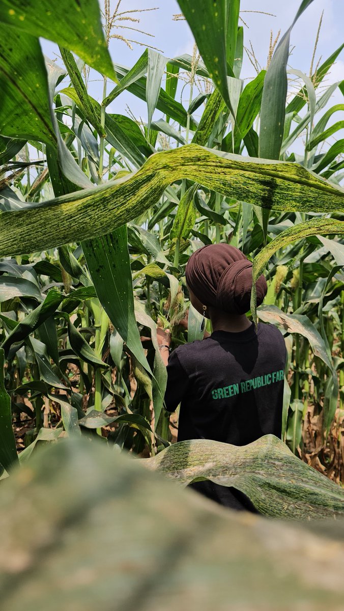 Green Republic Farms tweet media