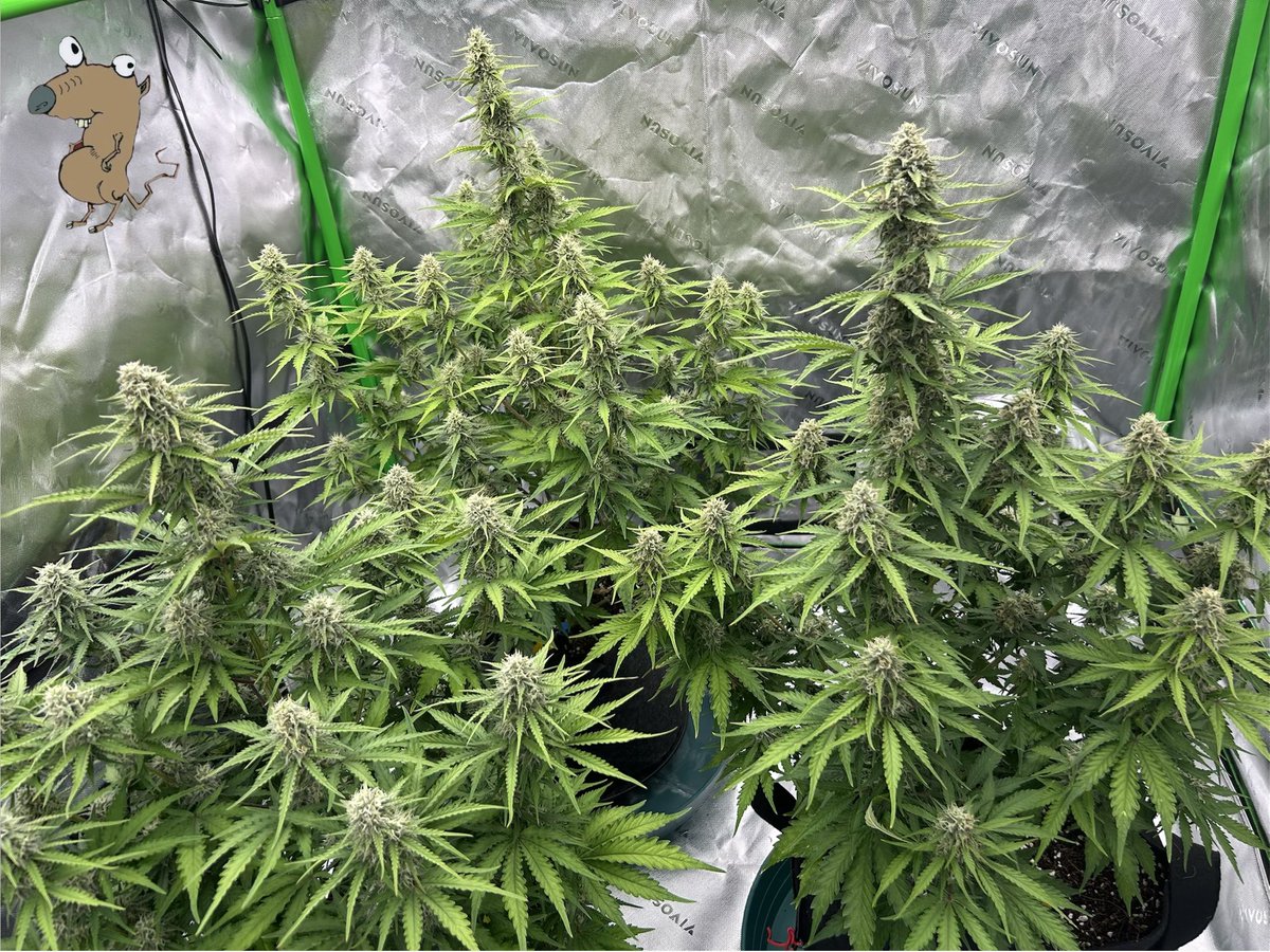 Scratchy Rat Seeds tweet media