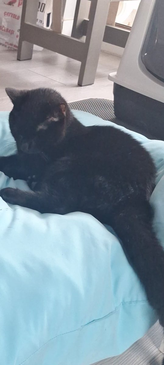 Iki gozude gormuyor ve tam 3 aydir klinikte kaliyor.
Artik onu klinikten almamiz gerekiyor ama onun gidebilecegi bir evi yok sokakta yapamaz.
Lutfen rt yaparak yuva bulmasina yardimci olur musunuz?
05336464239
Ankara