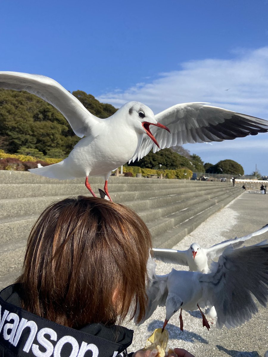 810_FLSTC's tweet photo. 瓦そば食べてカモメと戯れて壁画で写真撮って
今日も楽しかった😁 https://t.co/gZ8CwKREDe