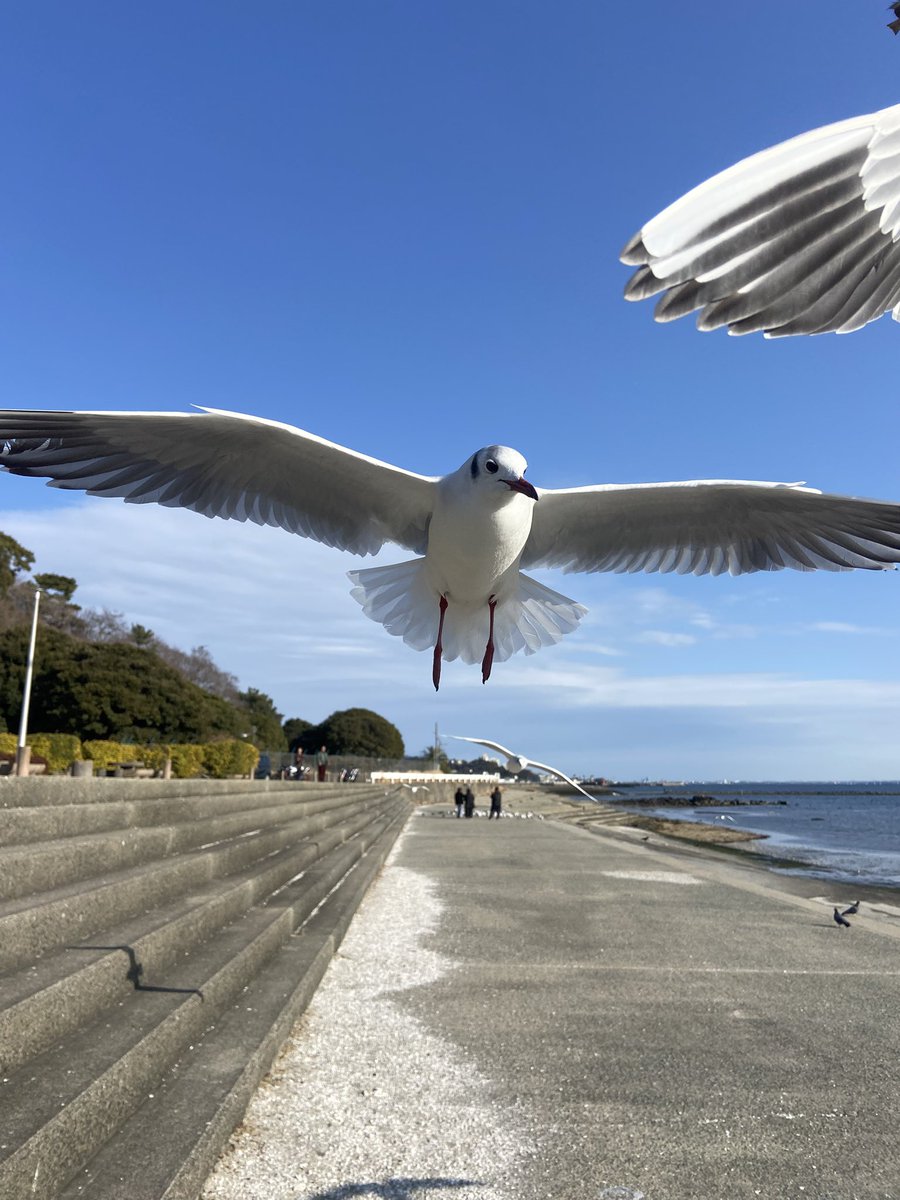 810_FLSTC's tweet photo. 瓦そば食べてカモメと戯れて壁画で写真撮って
今日も楽しかった😁 https://t.co/gZ8CwKREDe