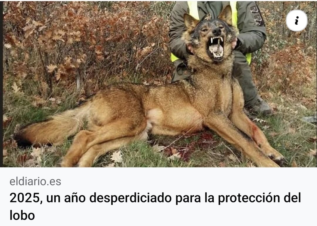 1️⃣2025 se fue, y con él se escaparon oportunidades para proteger al lobo y  quedará marcado como la indiferencia y la lentitud política pesaron más que la vida misma de una especie que ha sido parte de nuestra historia, nuestros bosques y nuestros sueños.
eldiario.es/caballodenietz…
