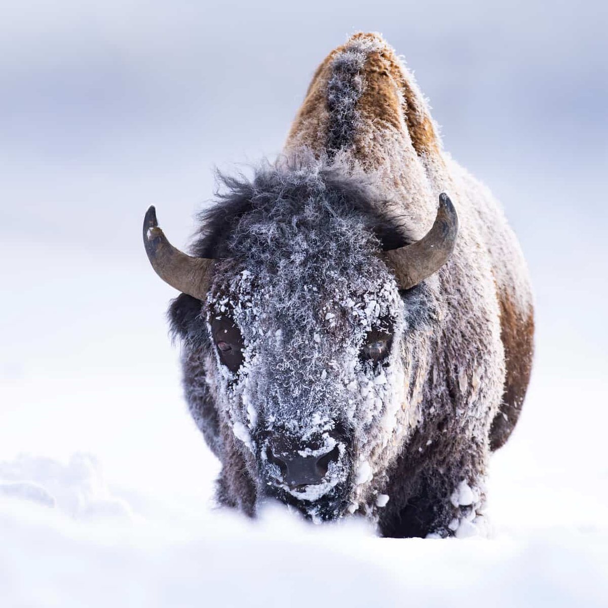 A massive bison pushes forward through the winter snow, its broad face and thick, shaggy coat crusted with frost and ice. Natural insulation gives bison the strength to use their powerful heads and shoulders like snowplows to move through deep drifts. 

Photo by Marc Bouldoukian