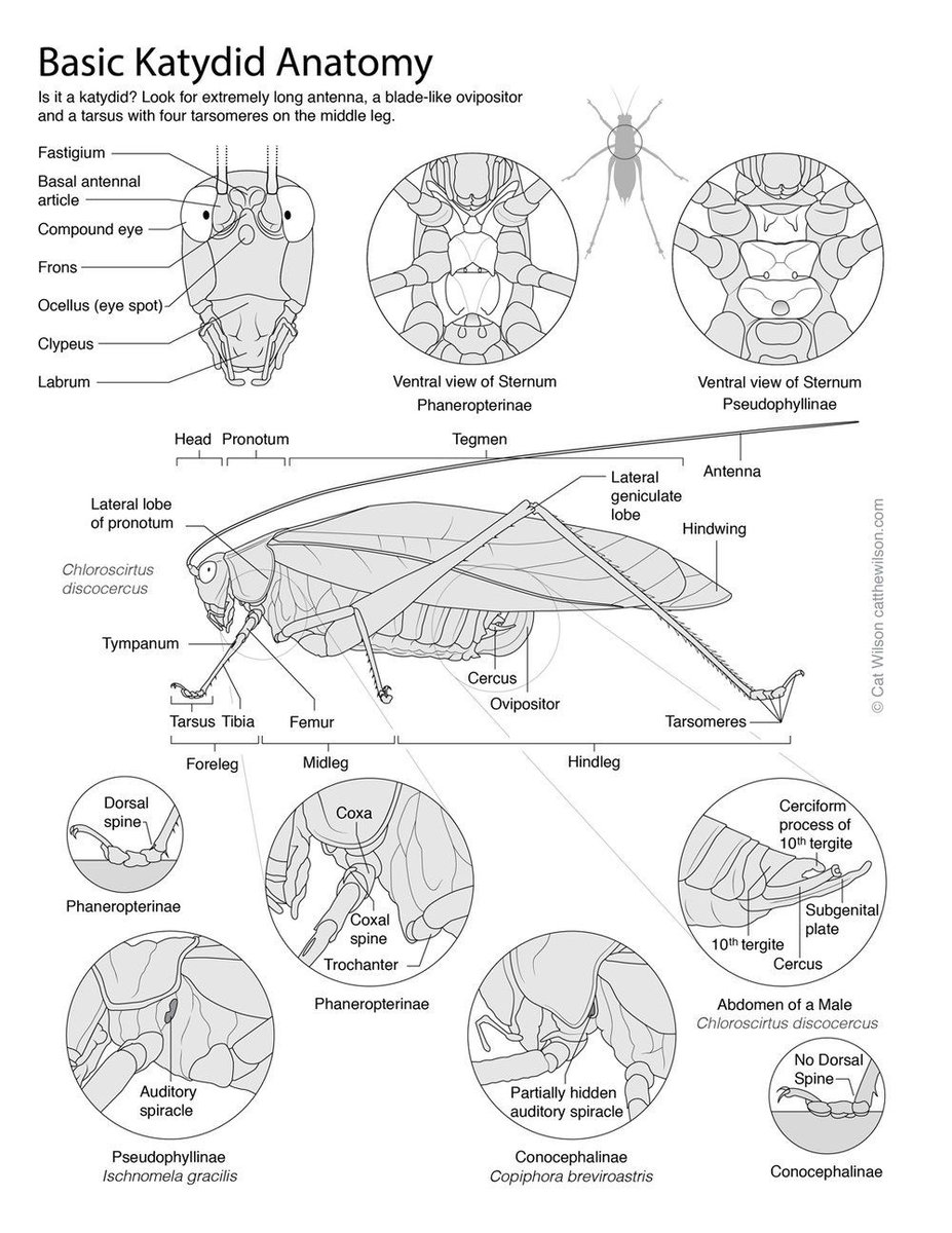 katydidposting 𓆧 tweet media