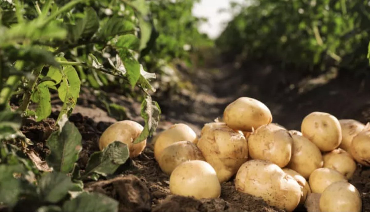 ¿Pero como se pode ter o campo así sendo un dos equipos con maior presuposto da categoría?