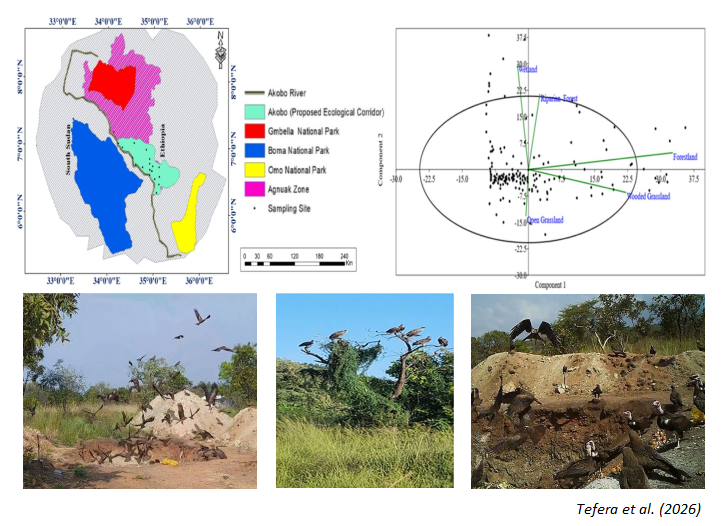 CommunityEcol's tweet photo. 📑🐦 A new study focuses on the distribution and diversity of #birds in an unprotected ecological corridor between three #nationalparks in #Ethiopia to reveal its conservational importance.

🔗 https://t.co/2JnVtKRRw9

#BiodiversityConservation #Biodiversity https://t.co/HmsK1uzCxp