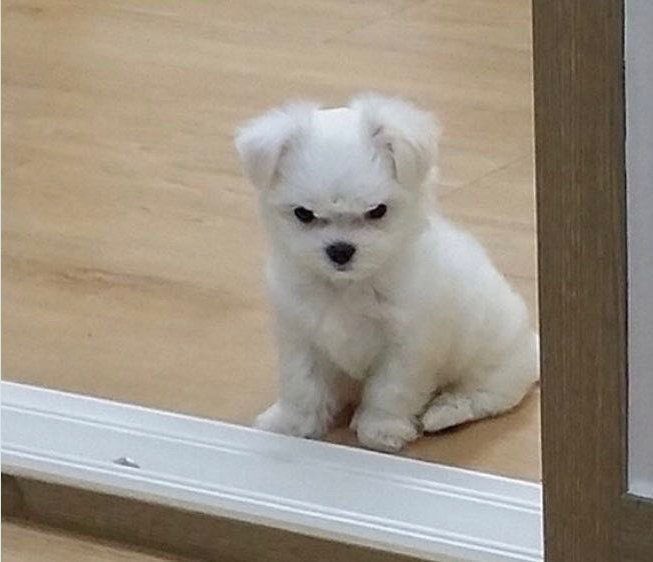 이게 무슨..... 으, 응?! 뭐뭐, 뭐야!...
앙!!
집에 웬 강아지가!... 너, 너가 데려왔어? 어? 아니, 이 사람은 대체 어딜 간 거야... 교수님!!
앙!! 앙!!
어후 시끄러... 조용히 해봐, 교수님 불러올게 응? 어후... 와중에 귀엽네...

김교수, 불혹의 나이
눈 떴더니 웬 말 못 하는 짐승이 되다...