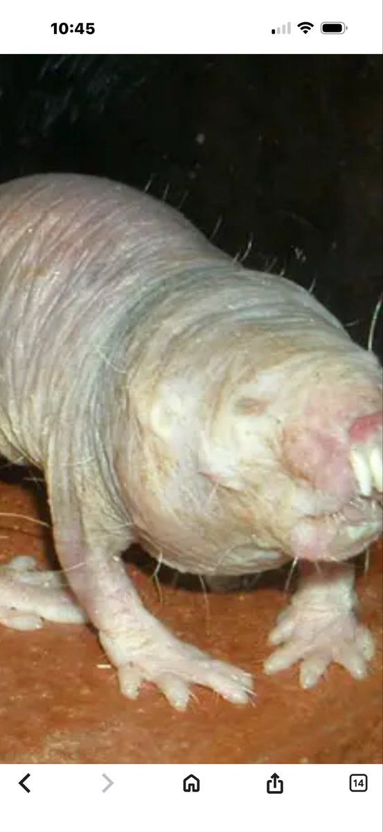 dionne_forde's tweet photo. What animal is this https://t.co/qzHDg7sfrw
