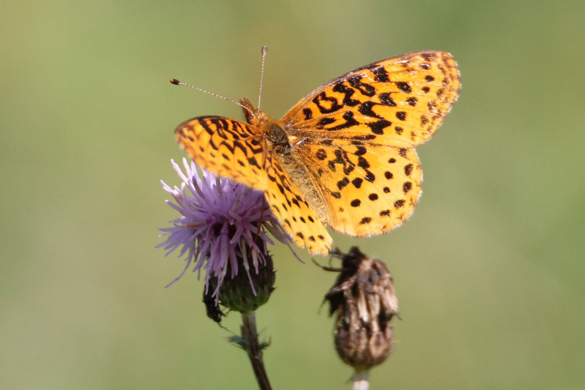 Jim Brown tweet media