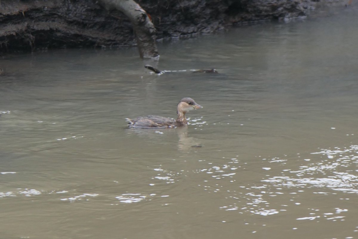 𝓡𝓮𝓿𝓭 𝓓𝓪𝓿𝓲𝓭 𝓐𝓽𝓴𝓲𝓷𝓼𝓸𝓷 tweet media