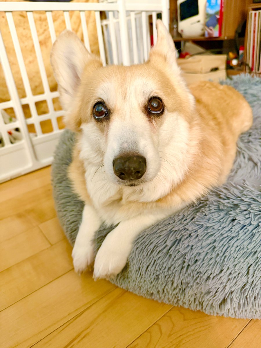 Lilo the Welsh Corgi tweet media