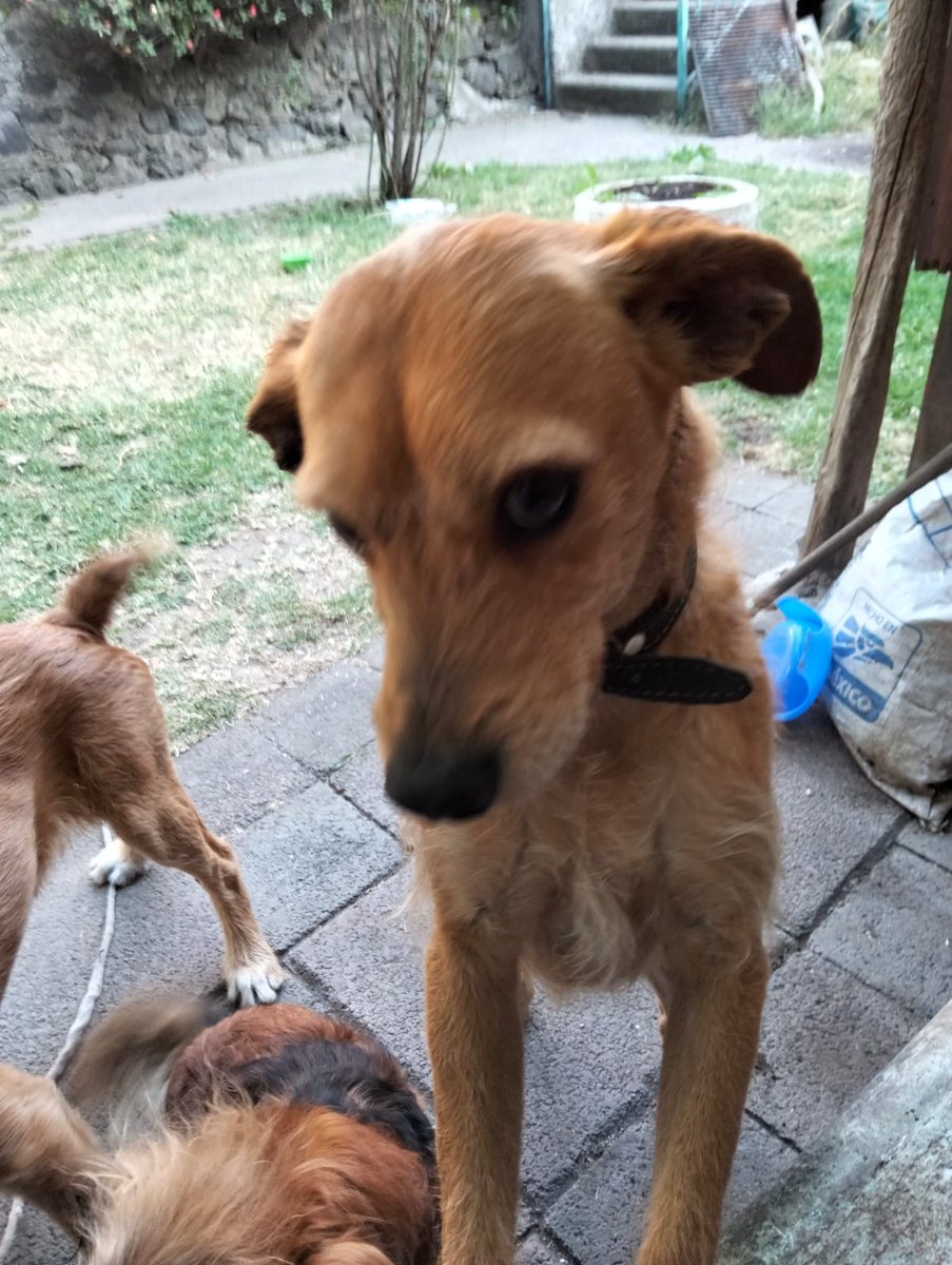 Amigos estamos a la mitad 
Nos faltan 1500 pesos, para pagar sus pensiones .
por favor 🙏🏼 
Dona 50 , 100 pesitos 
Todo suma!

Banco Azteca 
Diana Carolina Rosales Pérez
CLABE 1271 8001 3430 2782 63 
TARJETA 4027 6658 6319 3943

BANCOMER
Diana Carolina Rosales Pérez