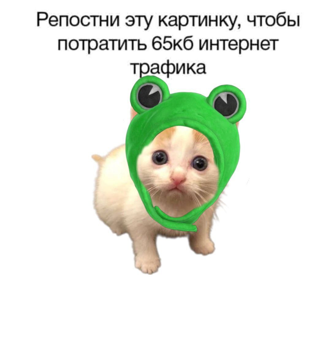 catsilcats's tweet image. 