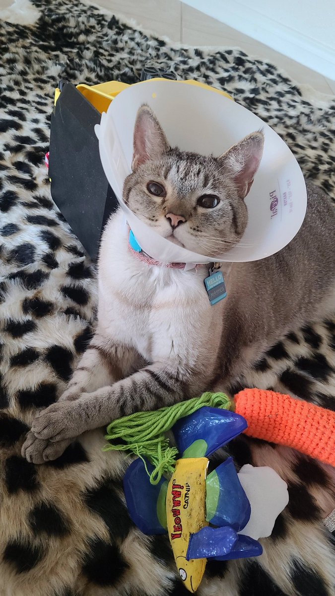 International Cat House, LLC tweet media