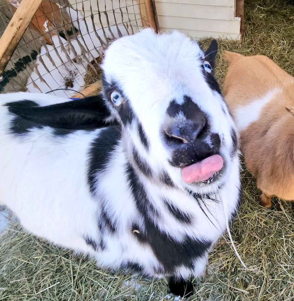 WinstonThatche4's tweet photo. I can smell my birthday coming soon! I can taste it!!!😛 https://t.co/KnKgfquxCf