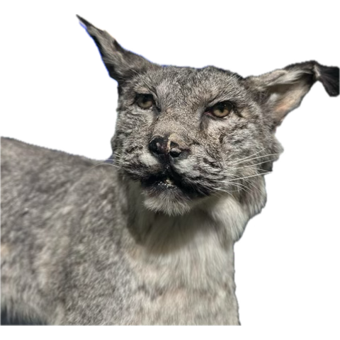 FISD C&I tweet media