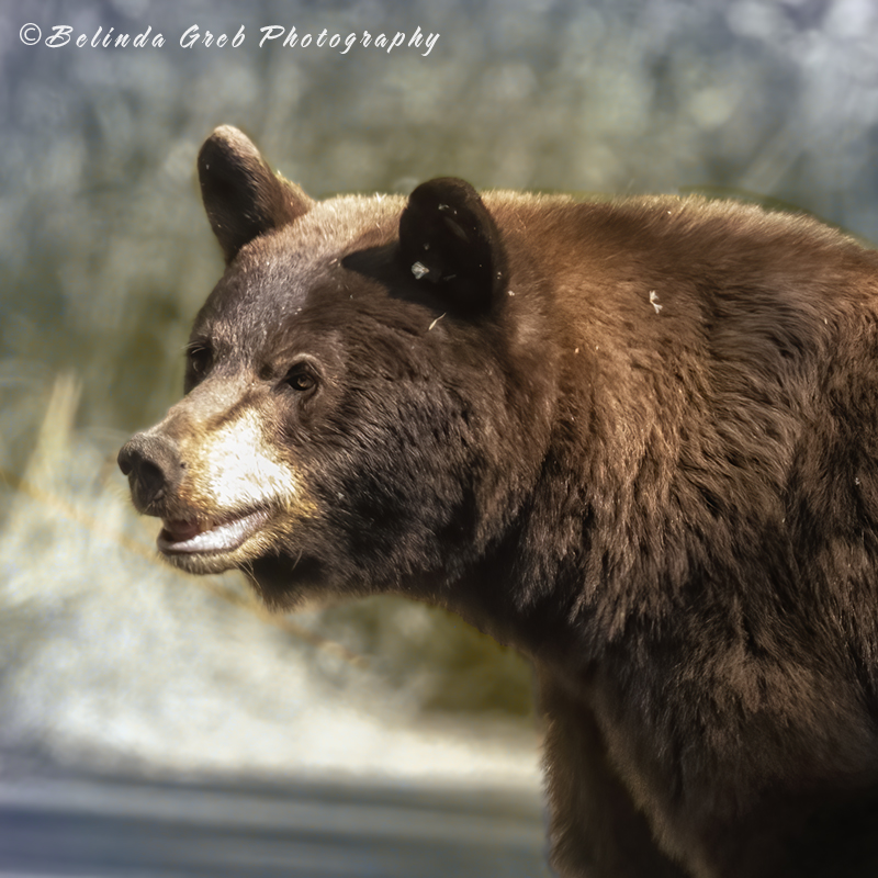 Belinda Greb tweet media