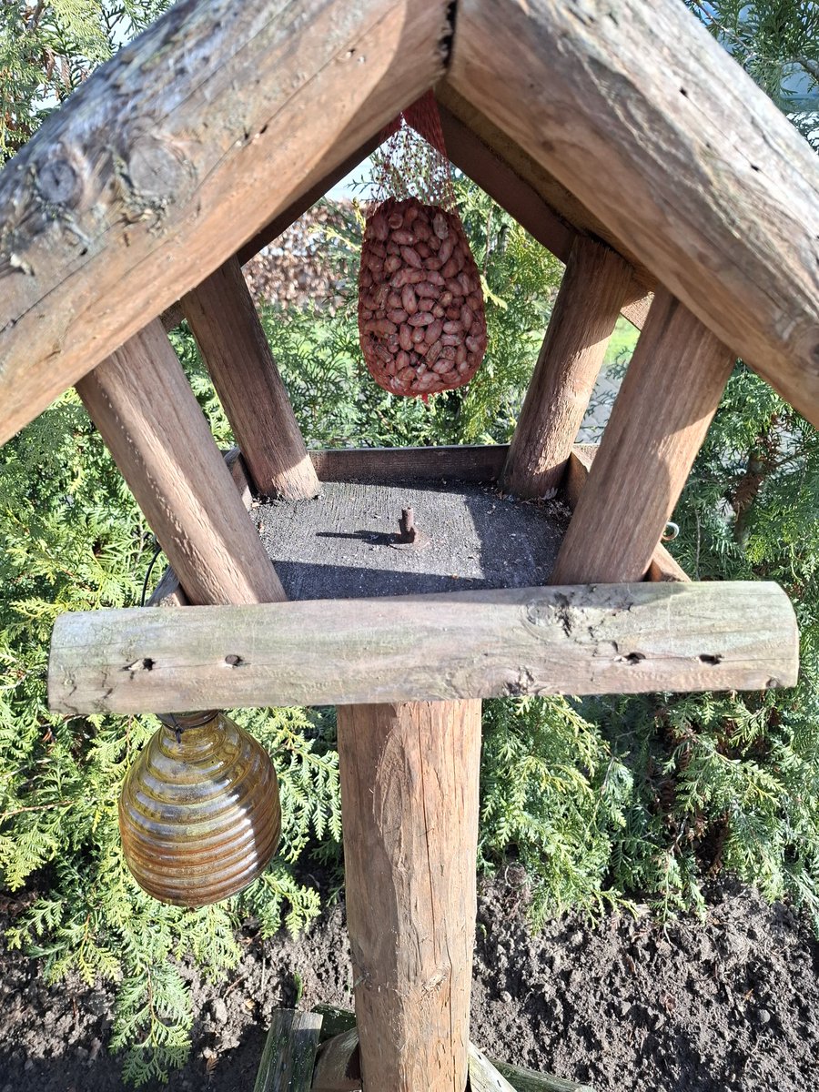 Vorige week een netje  opgehangen, maar de broodkruimels bleken toch iets lekkerder.