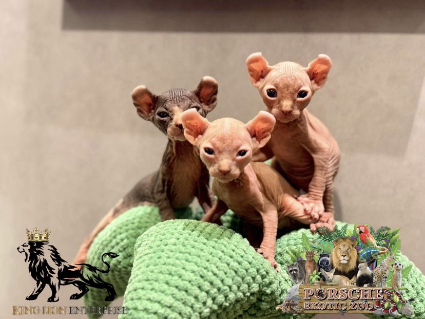 Porsche_shop99's tweet image. สฟิงซ์ จิ๋ววๆ พร้อมป่วนน🤣

The little sphinx is the cutest!😍

#porscheexoticzoo 
#porscheexoticzooadmin 
#sphinxcat