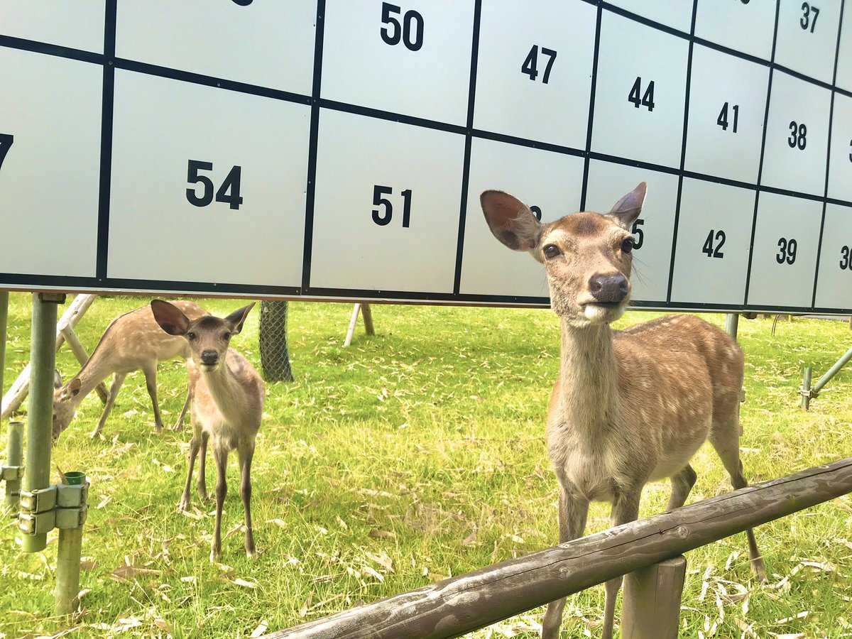 鹿達の日常　【nara deer channel】 tweet media