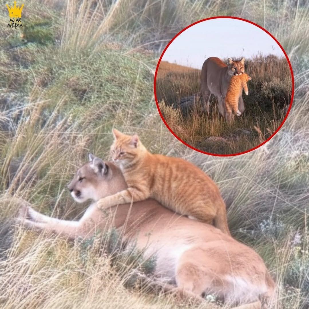 PostsOfCats's tweet image. Mountain Lion Mistakes House Cat for Cub