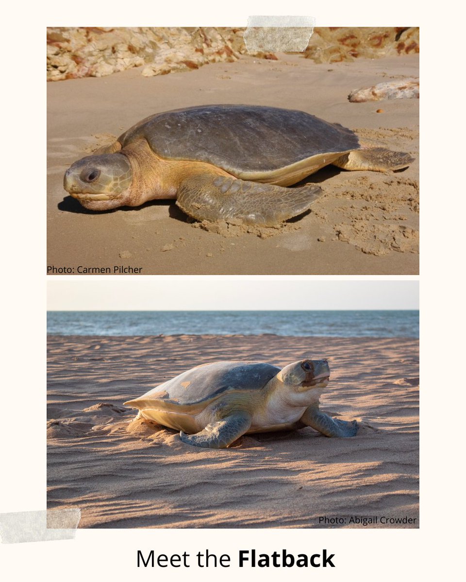 SEE Turtles tweet media