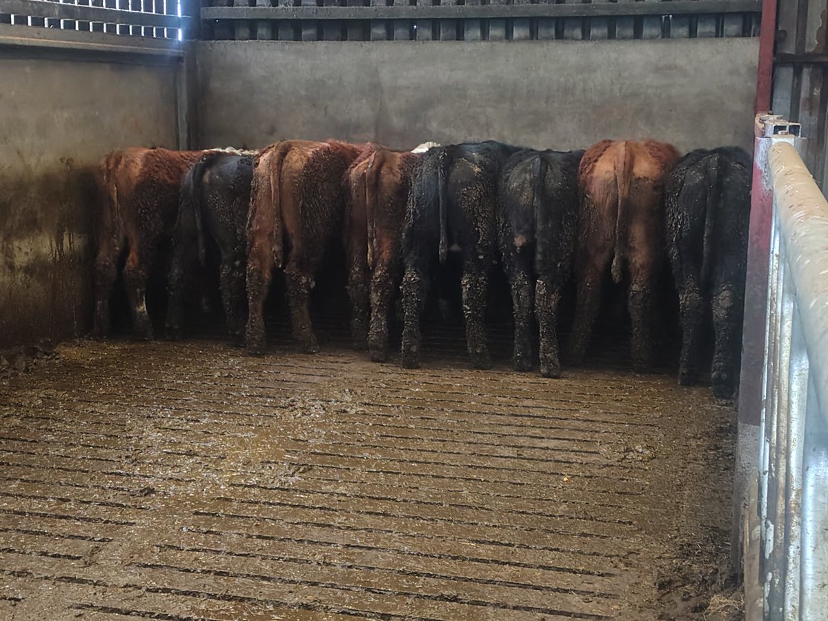 Joshua Moore tweet media