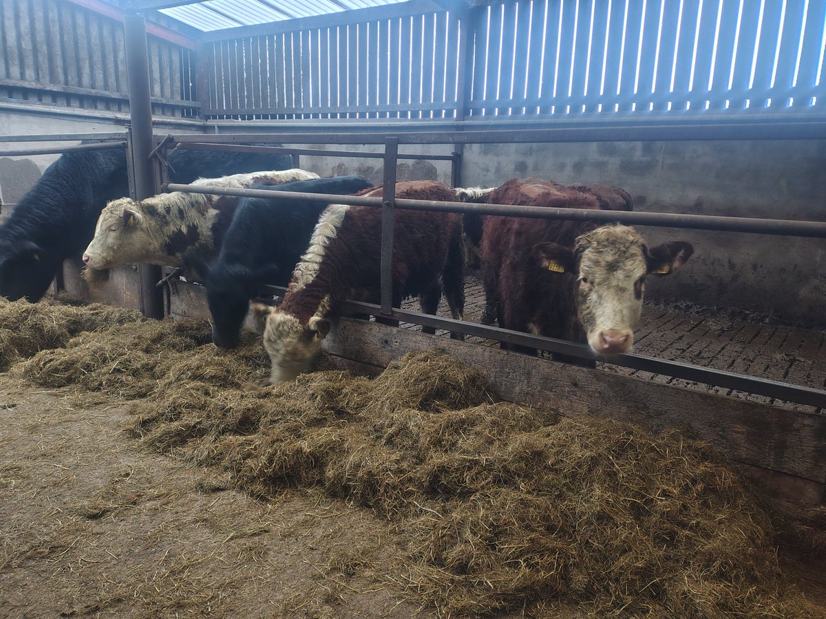 Joshua Moore tweet media